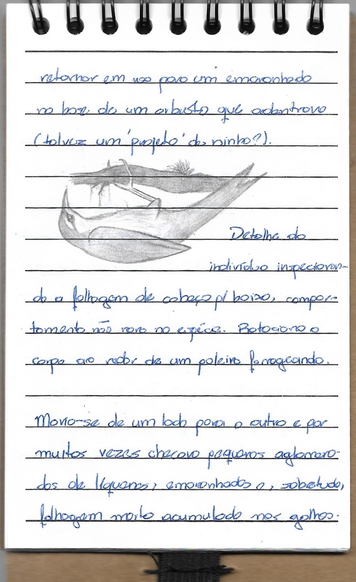 Gray-headed Spinetail - ML237227071