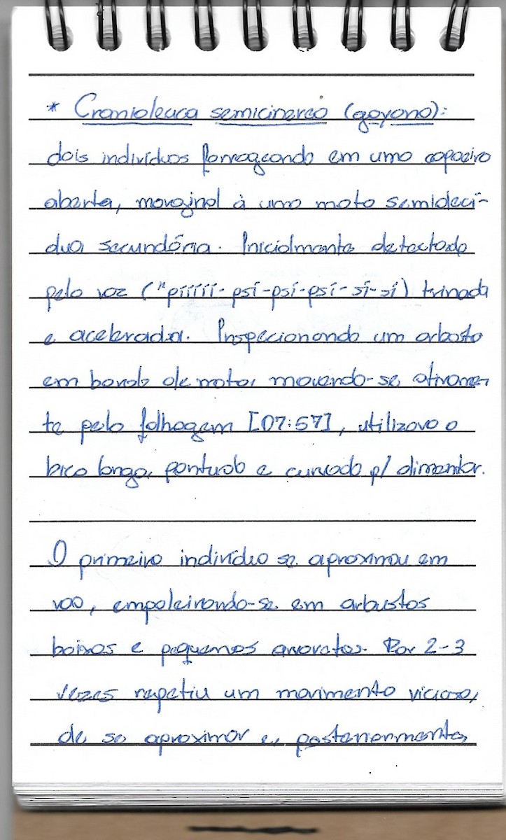 Gray-headed Spinetail - ML237227081