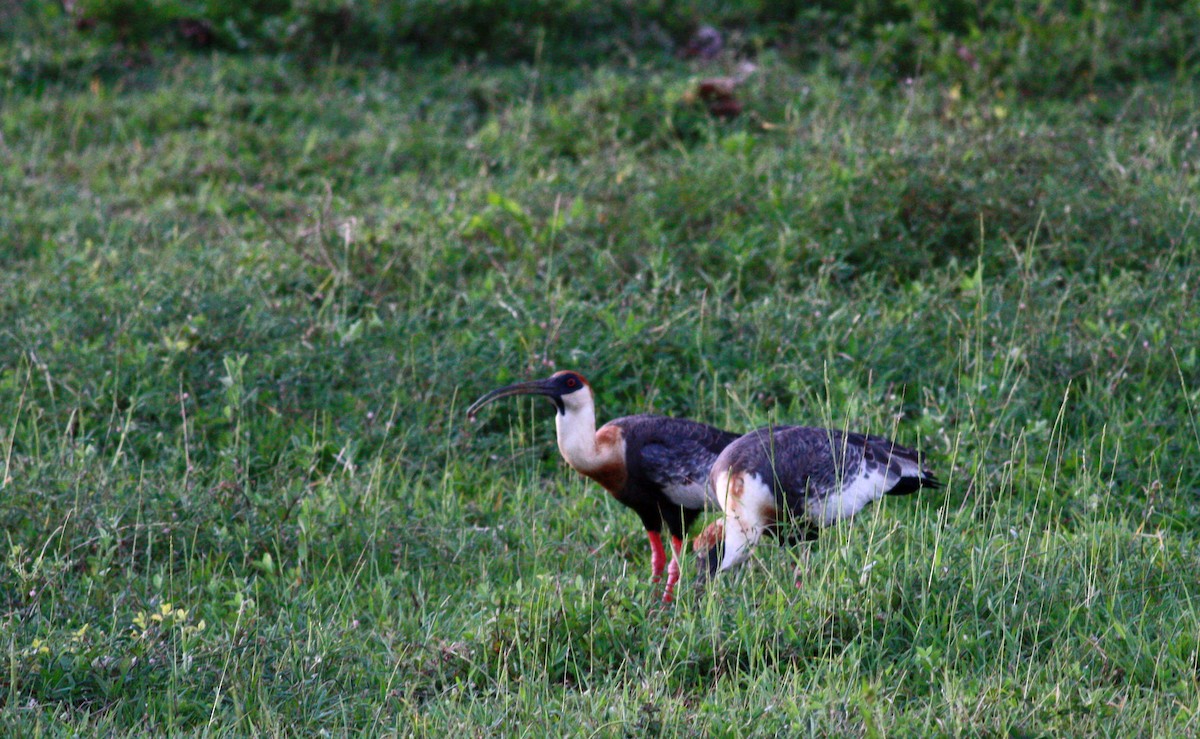 Buff-necked Ibis - ML23722711