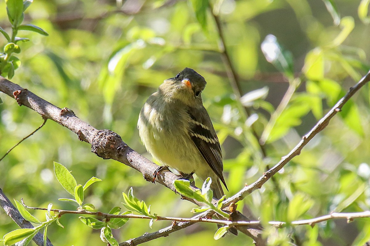 Yellow-bellied Flycatcher - Anthony Macchiarola