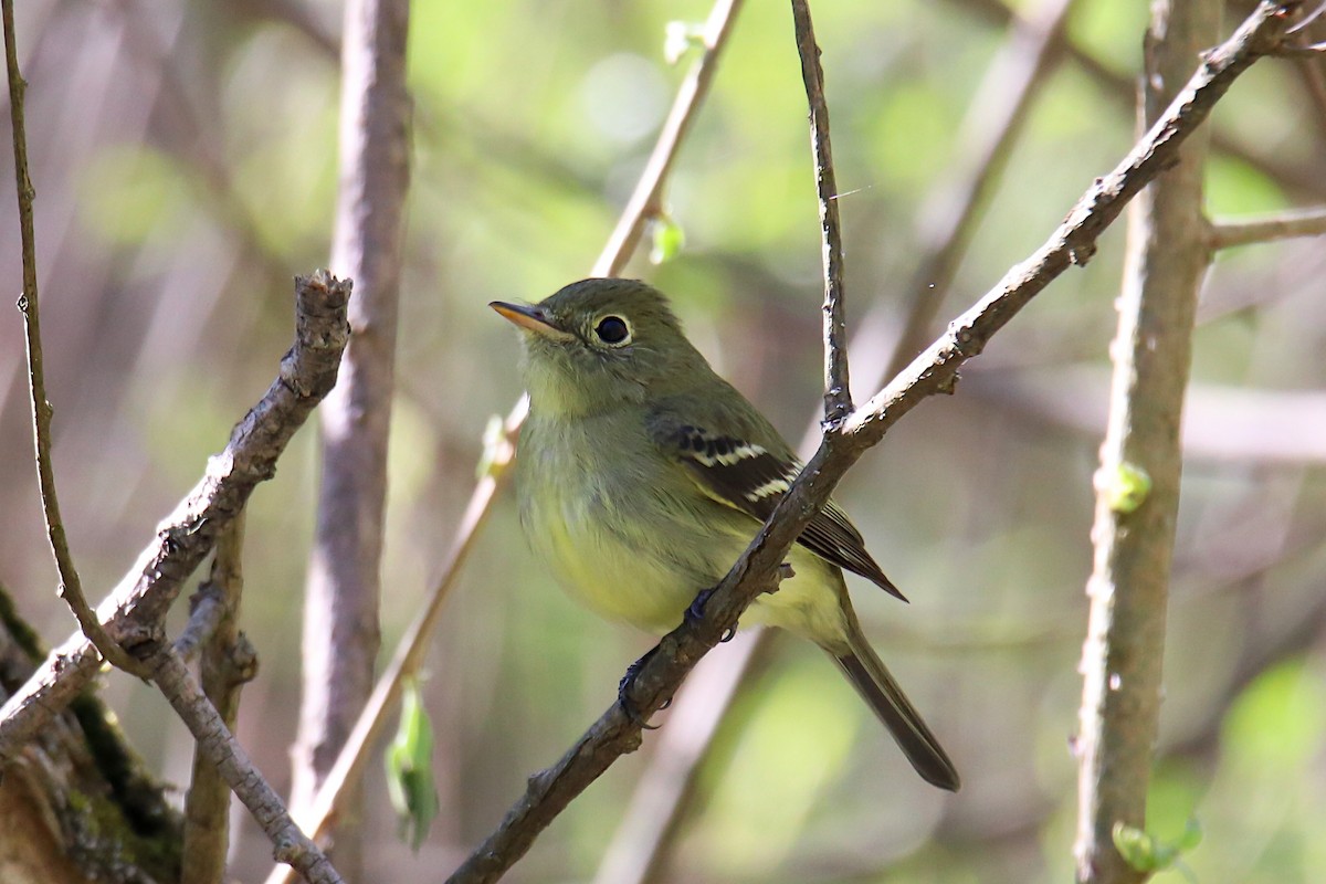 Yellow-bellied Flycatcher - Anthony Macchiarola