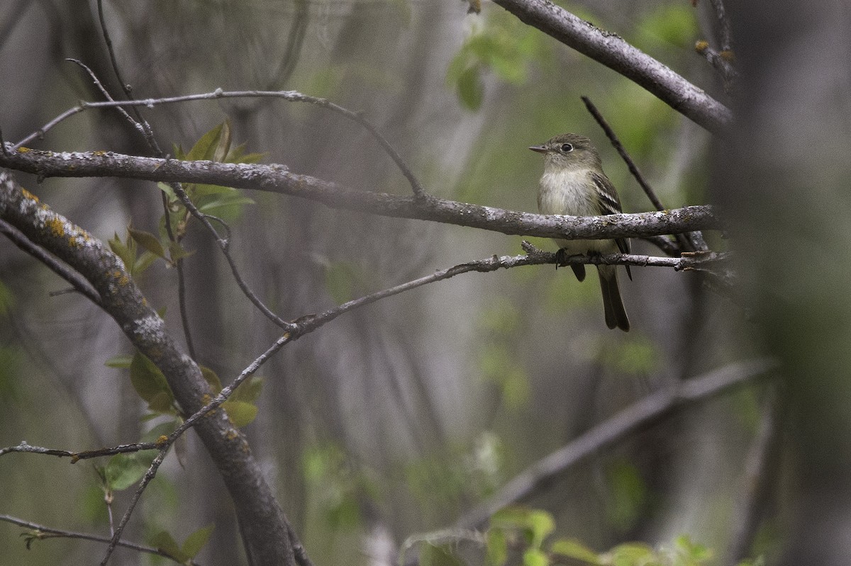 Alder Flycatcher - ML237227591