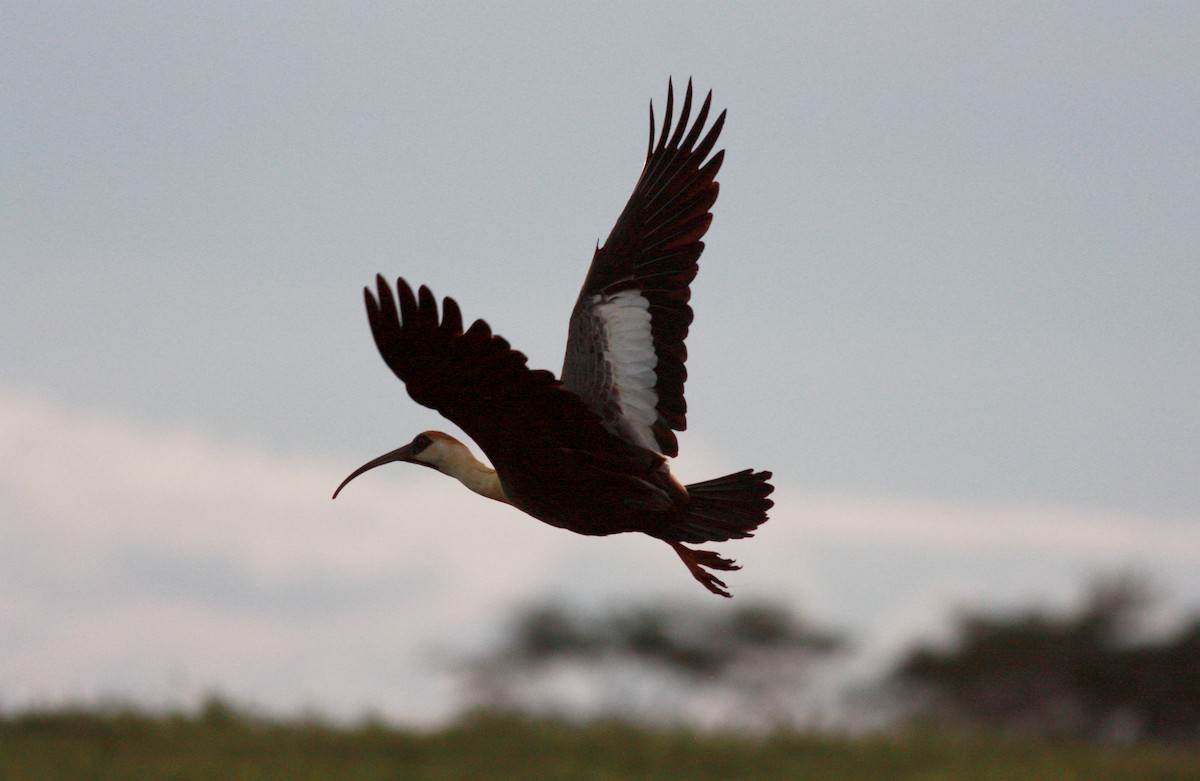 Buff-necked Ibis - ML23722801