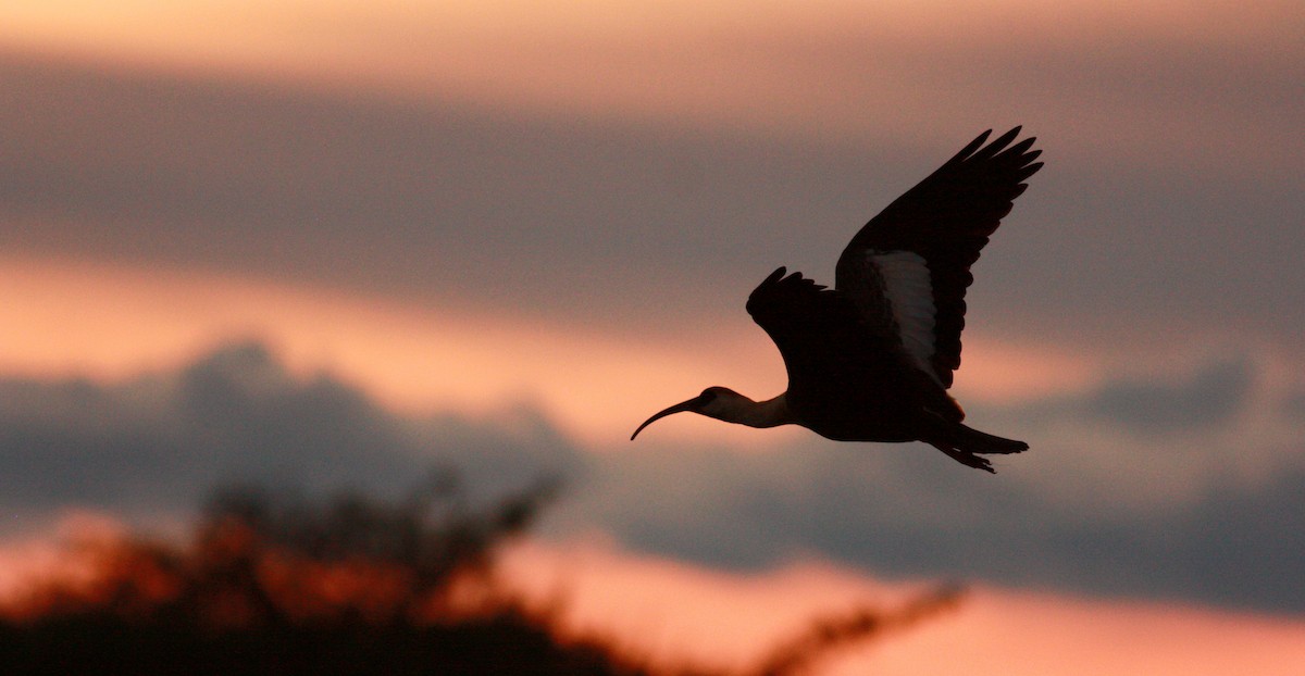 Buff-necked Ibis - ML23722841