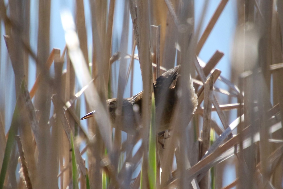 Marsh Wren - E R