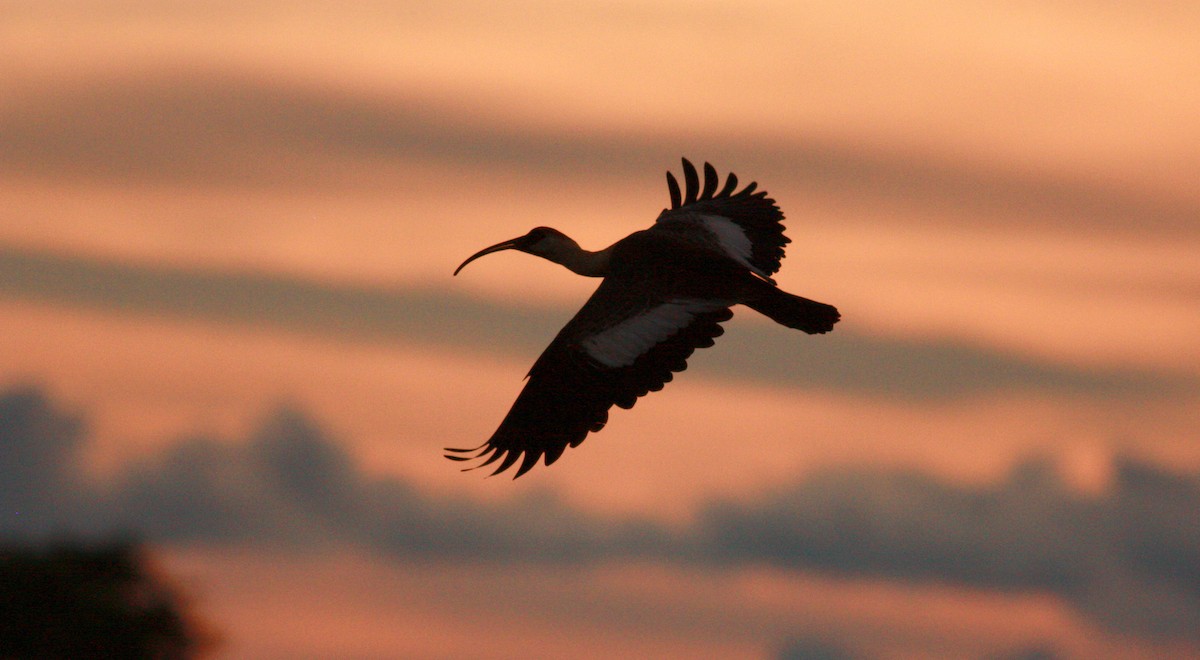 Buff-necked Ibis - ML23723101