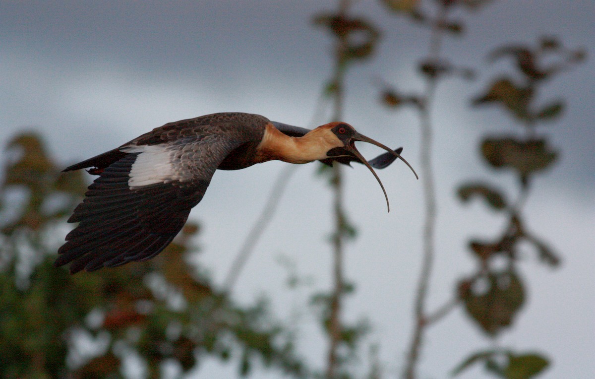 Buff-necked Ibis - ML23723171