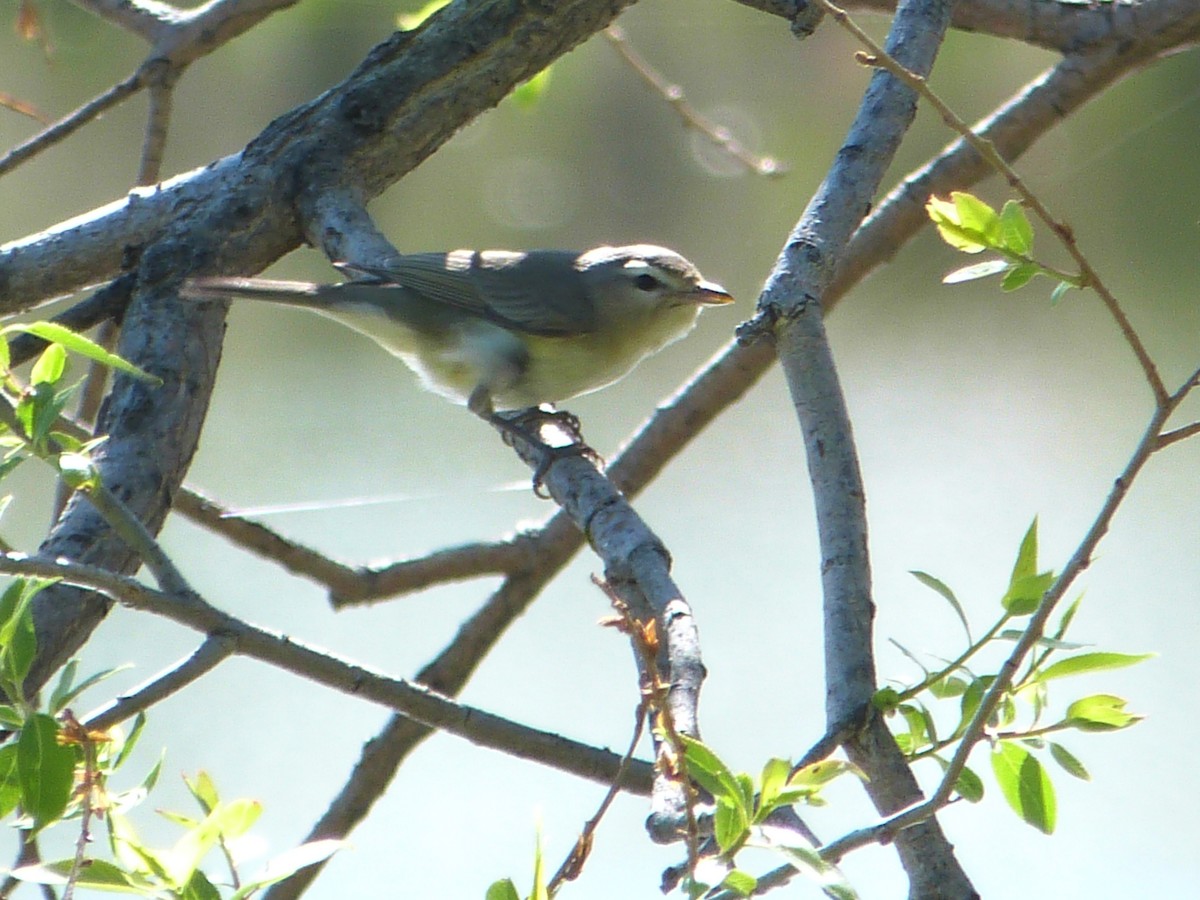 Warbling Vireo - Phil Waltz