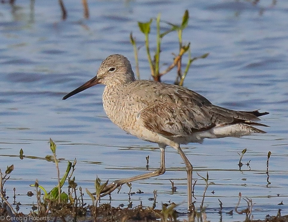 Willet - Ceredig  Roberts