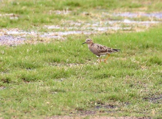 Buff-breasted Sandpiper - ML237235051