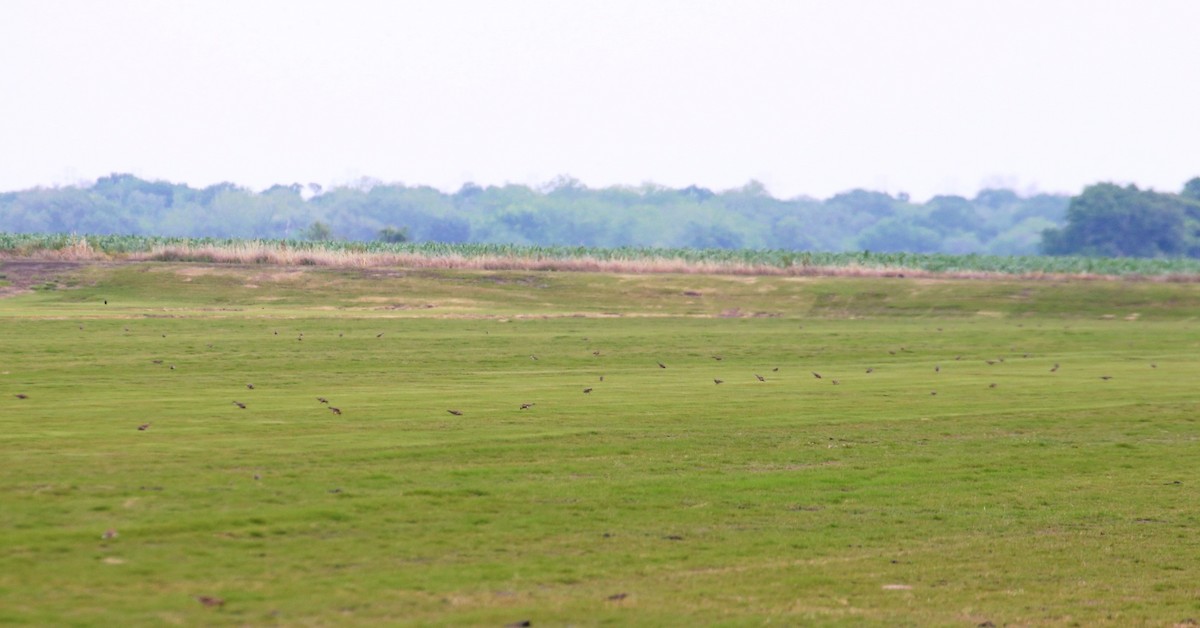 Buff-breasted Sandpiper - ML237235241