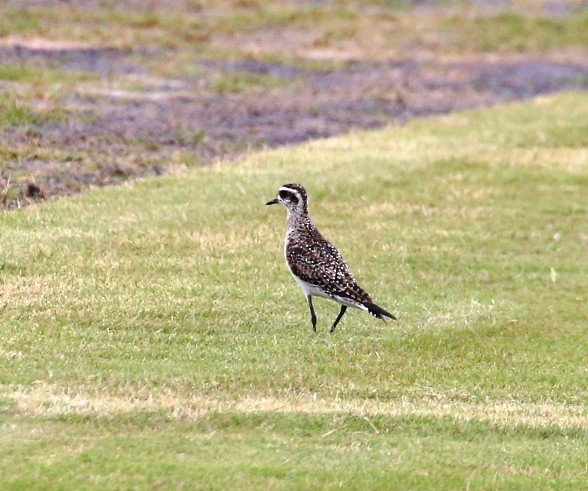 American Golden-Plover - ML237235391