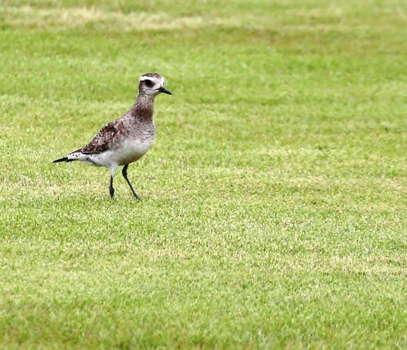 American Golden-Plover - ML237235401