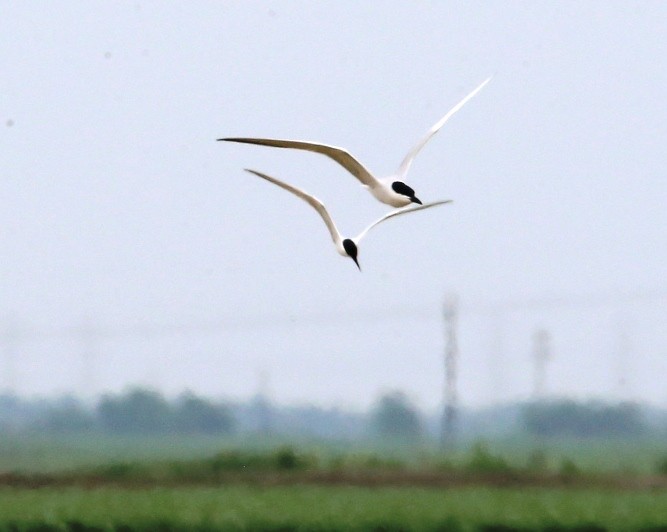 Gull-billed Tern - ML237235451