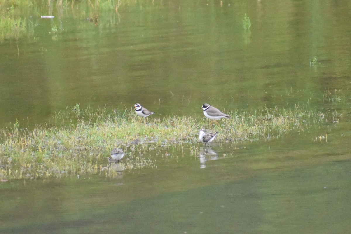 Semipalmated Plover - ML237235551