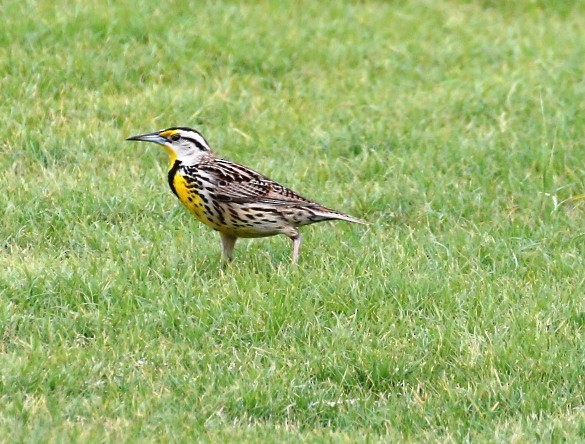 Eastern Meadowlark - ML237235861