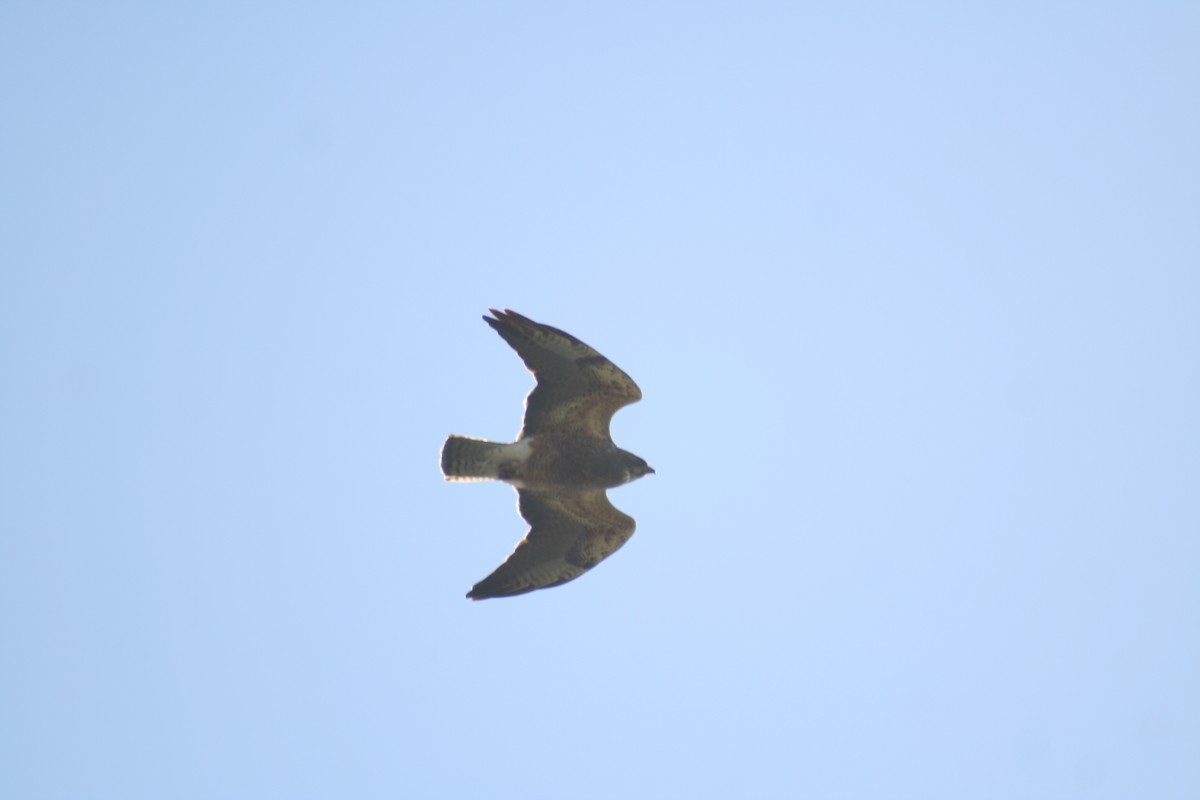 Swainson's Hawk - ML237236611