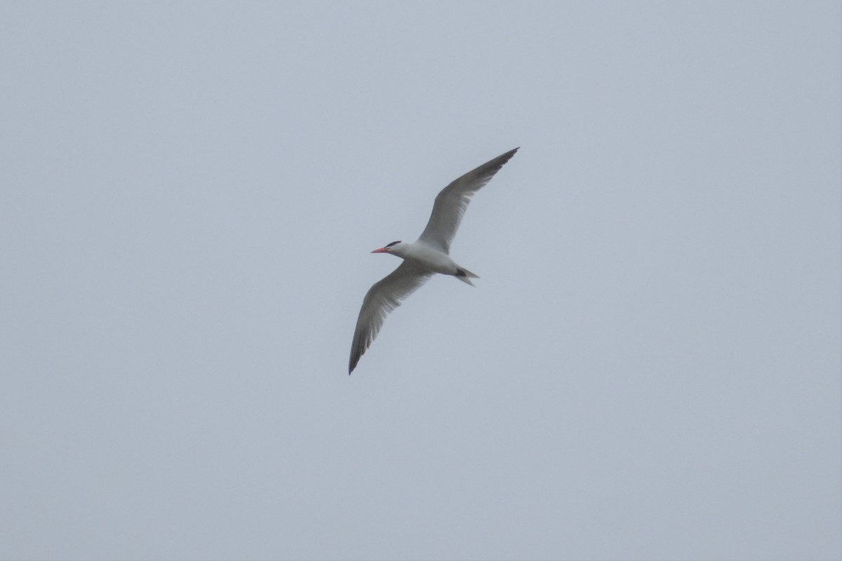 Caspian Tern - Chip Davis