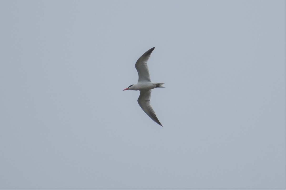 Caspian Tern - ML237237601