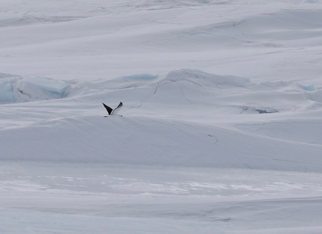 Great Black-backed Gull - ML237237611