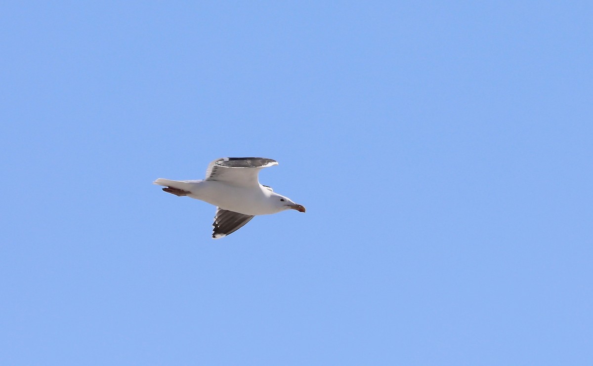 Great Black-backed Gull - Sam de Beer