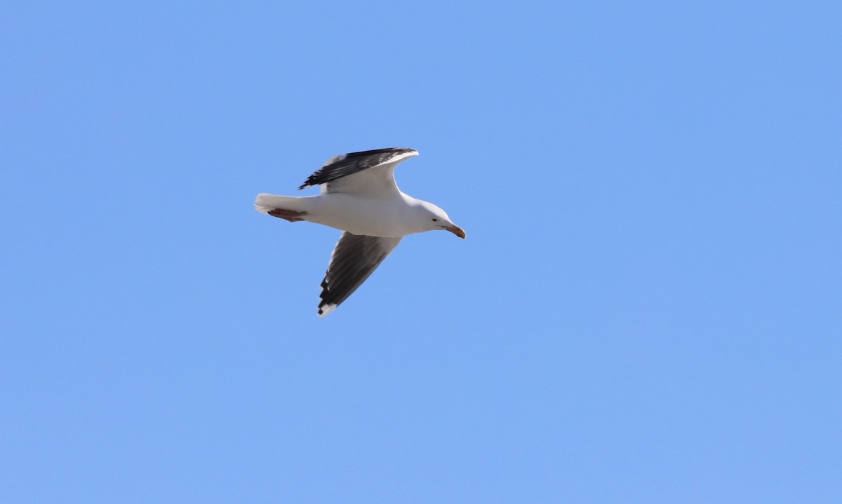 Great Black-backed Gull - ML237237811