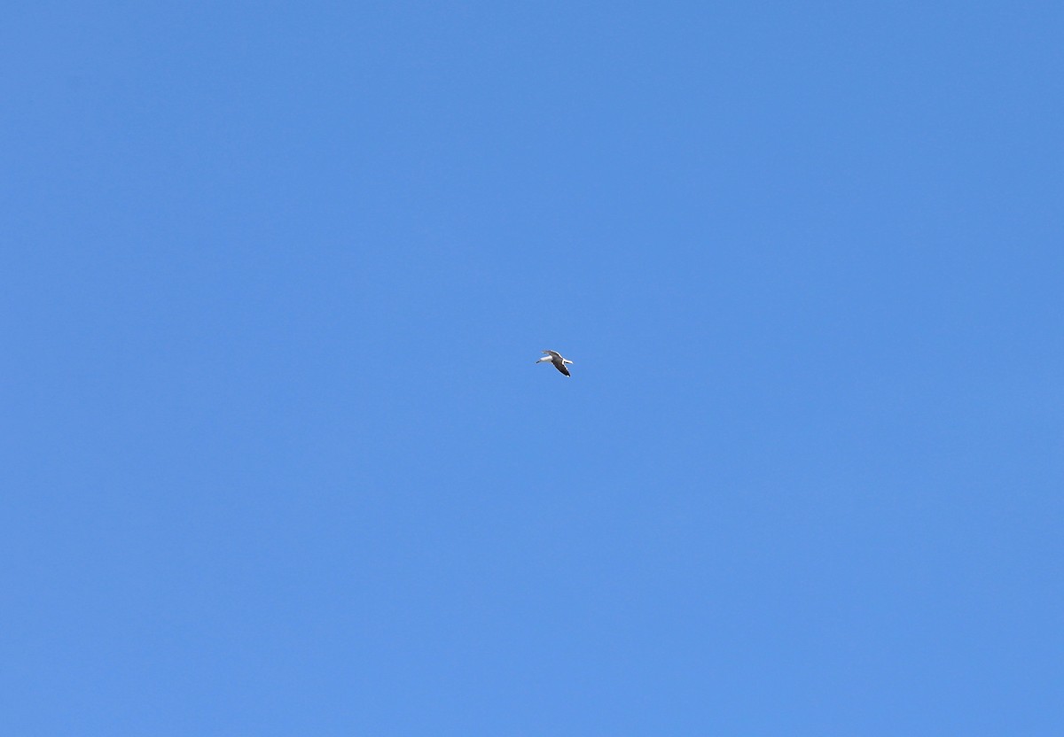 Great Black-backed Gull - ML237237861