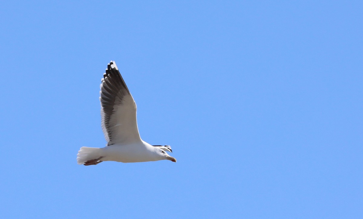 Great Black-backed Gull - ML237237871