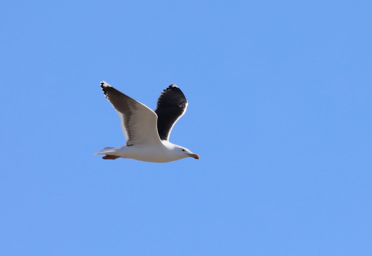 Great Black-backed Gull - ML237237901