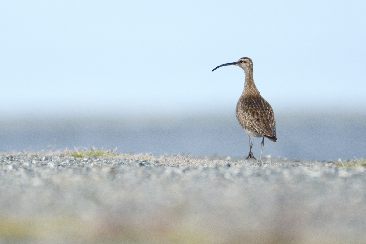 Regenbrachvogel - ML237238501