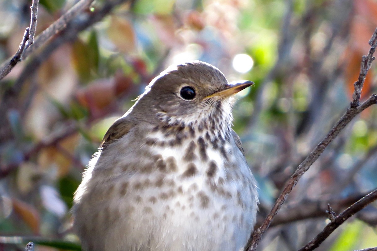 Hermit Thrush - ML23724191