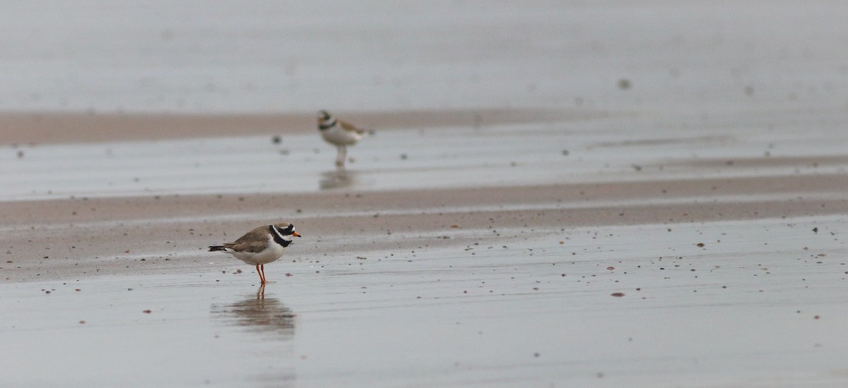 Common Ringed Plover - ML237242351