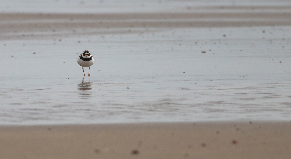 Common Ringed Plover - ML237242381