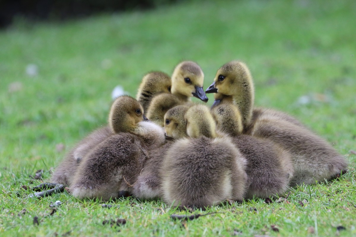 Canada Goose - Martin  Mühlbach