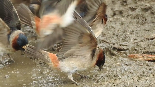 סנונית אמריקנית - ML237243241