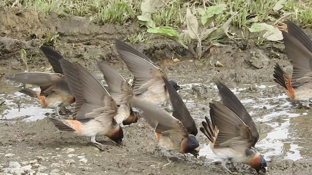 Cliff Swallow - ML237243961