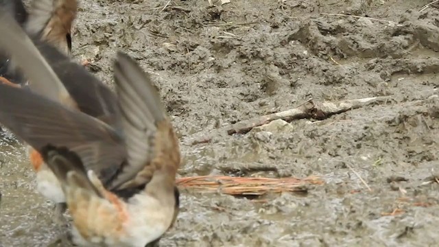 Cliff Swallow - ML237244581