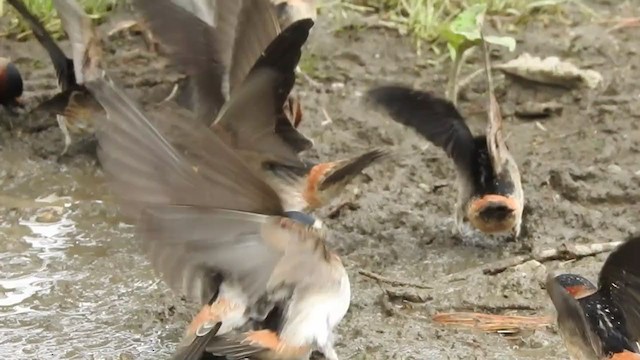 Cliff Swallow - ML237244811