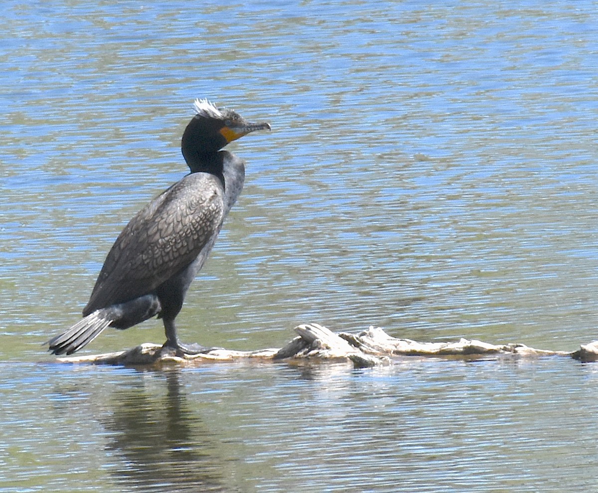 Double-crested Cormorant - ML237244991