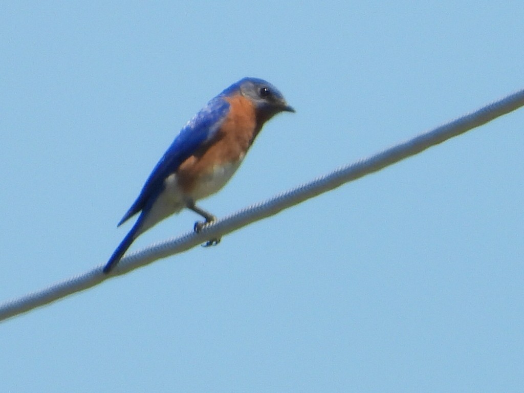 Eastern Bluebird - ML237245171