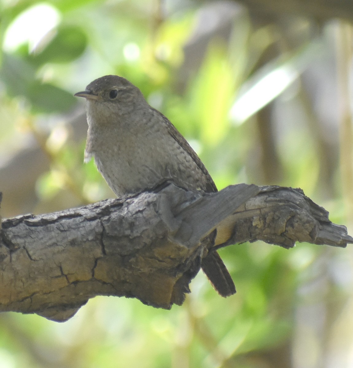 House Wren - ML237245351