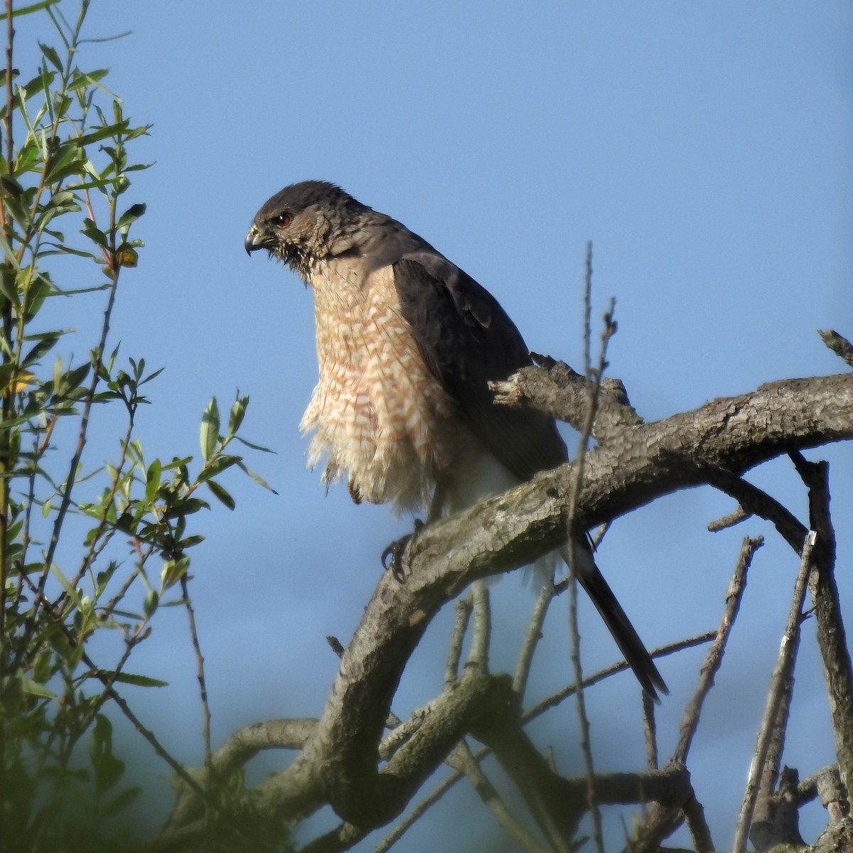 Cooper's Hawk - ML237245451