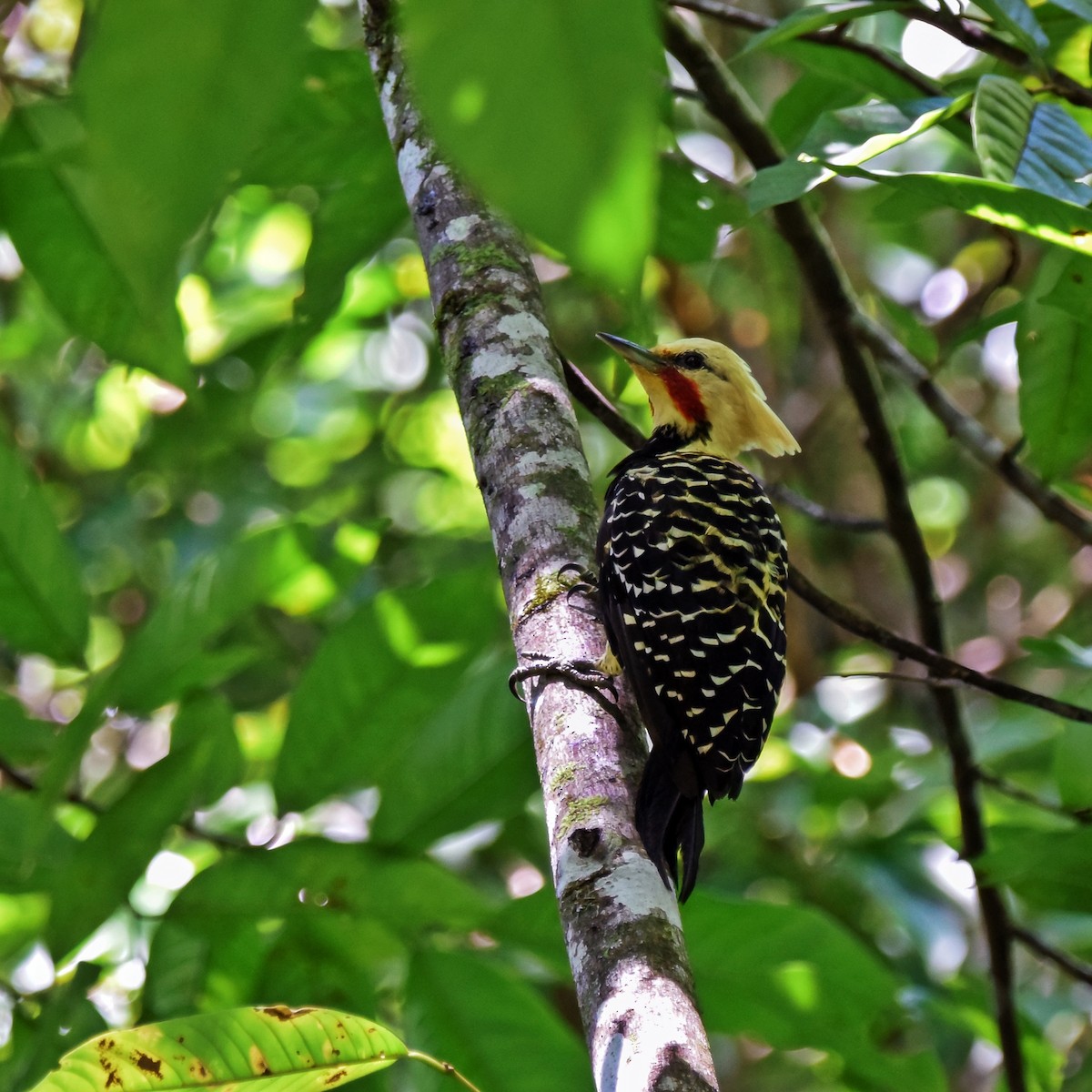 Blond-crested Woodpecker - ML237245491