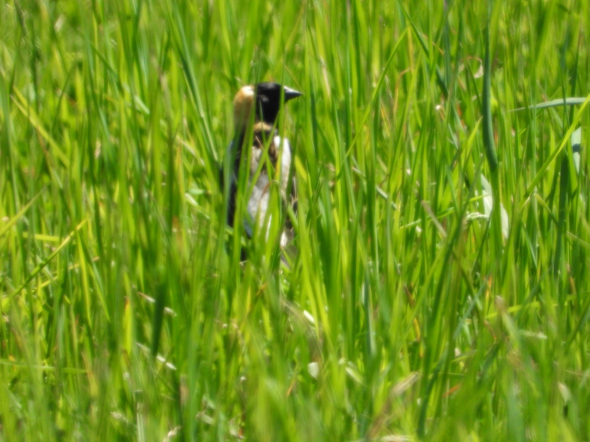 Bobolink - Kent Millham