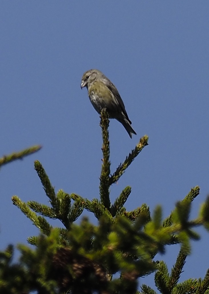 イスカ - ML237247791