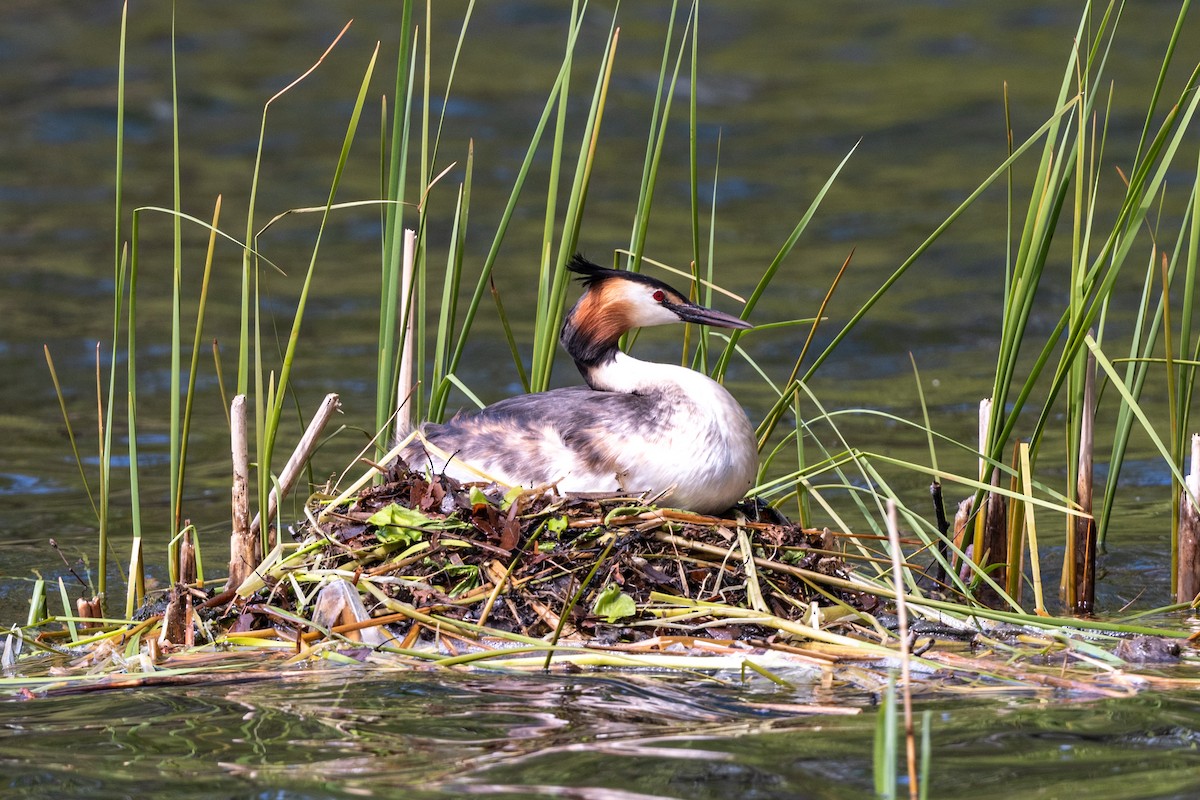 Great Crested Grebe - ML237248591