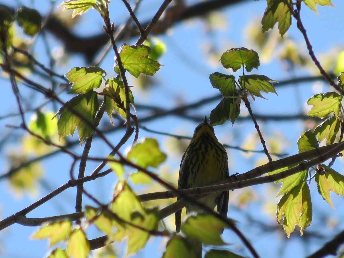 Cape May Warbler - ML237250401