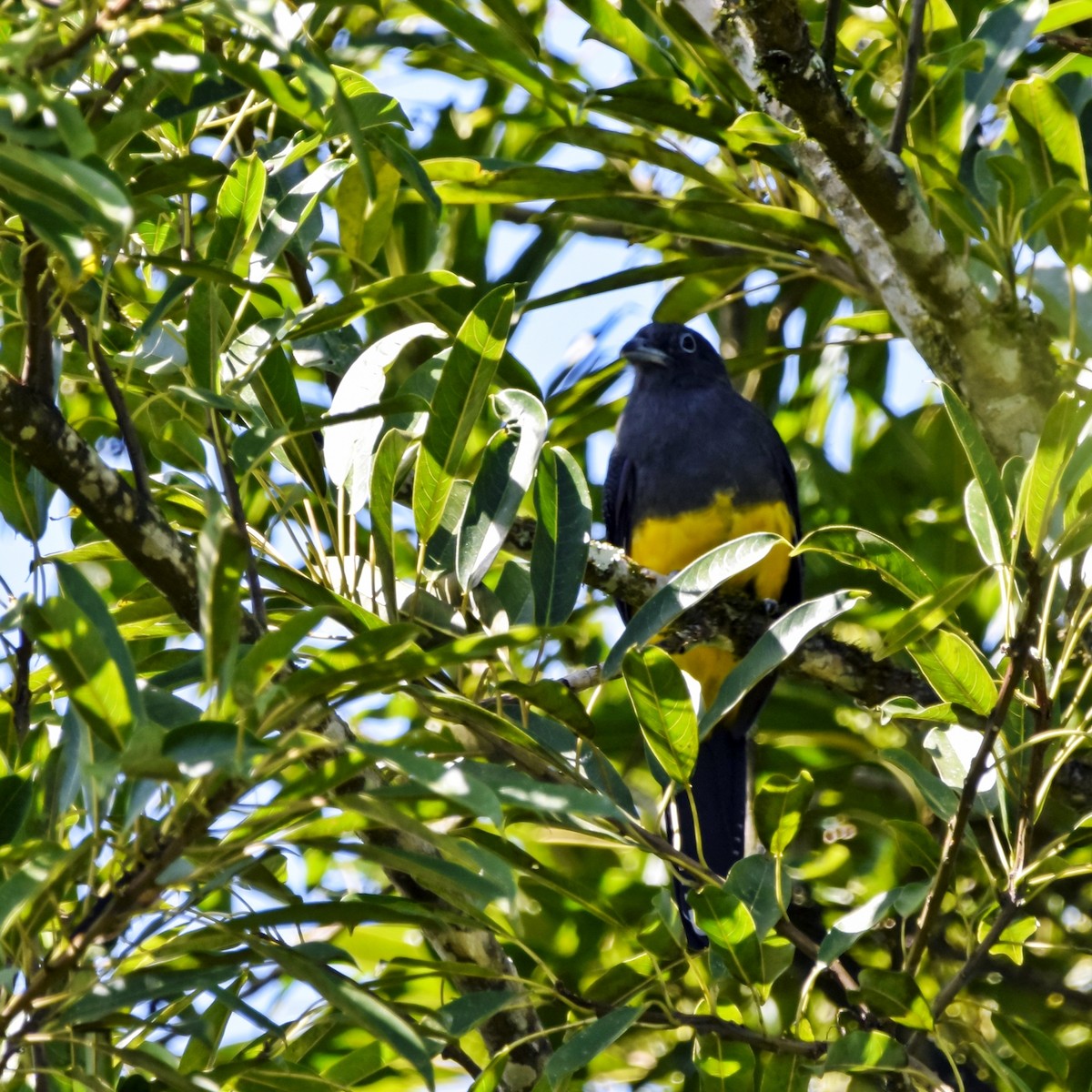 Green-backed Trogon - ML237251701