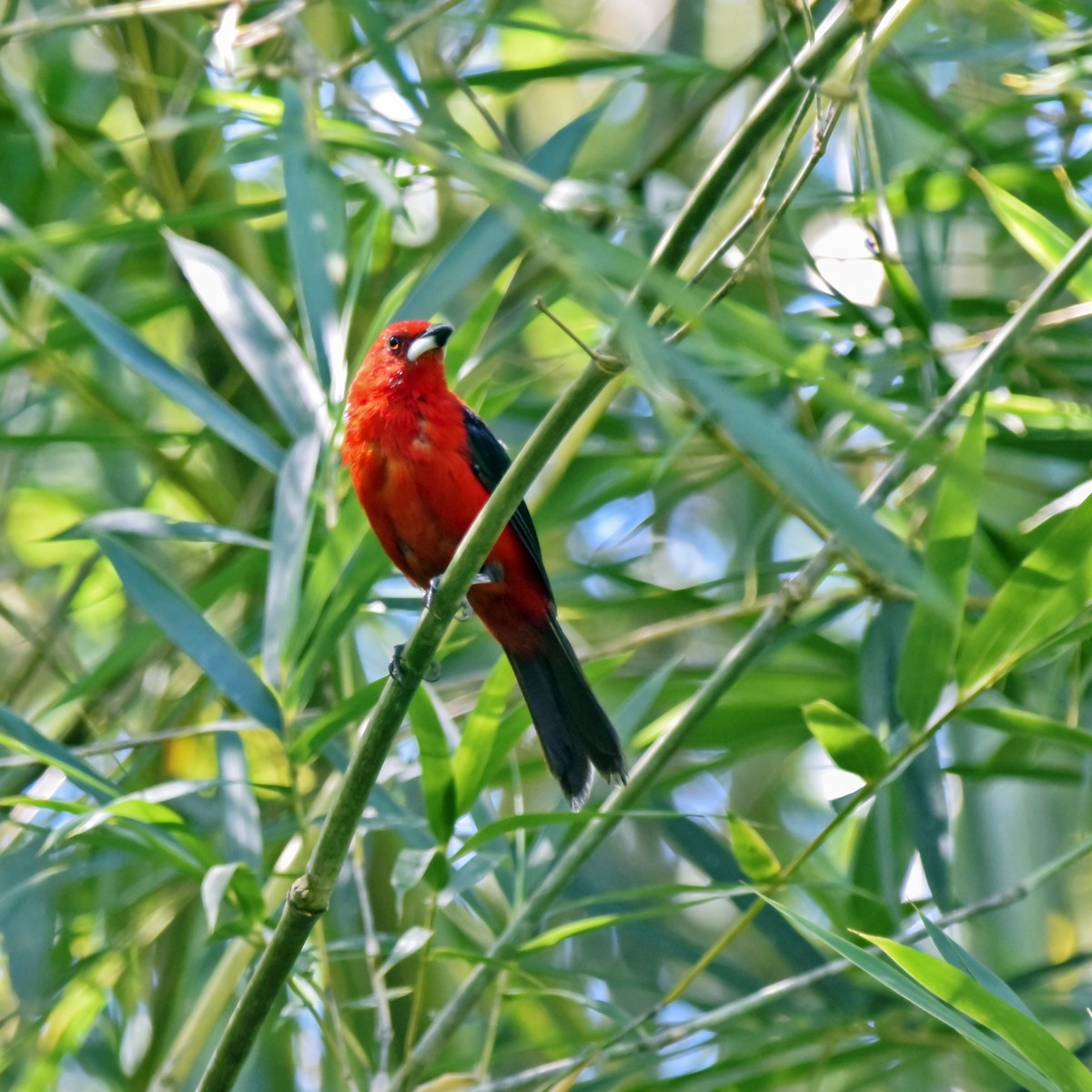 Brazilian Tanager - ML237252061