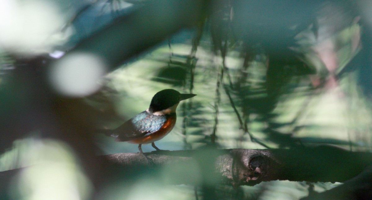 American Pygmy Kingfisher - ML23725441